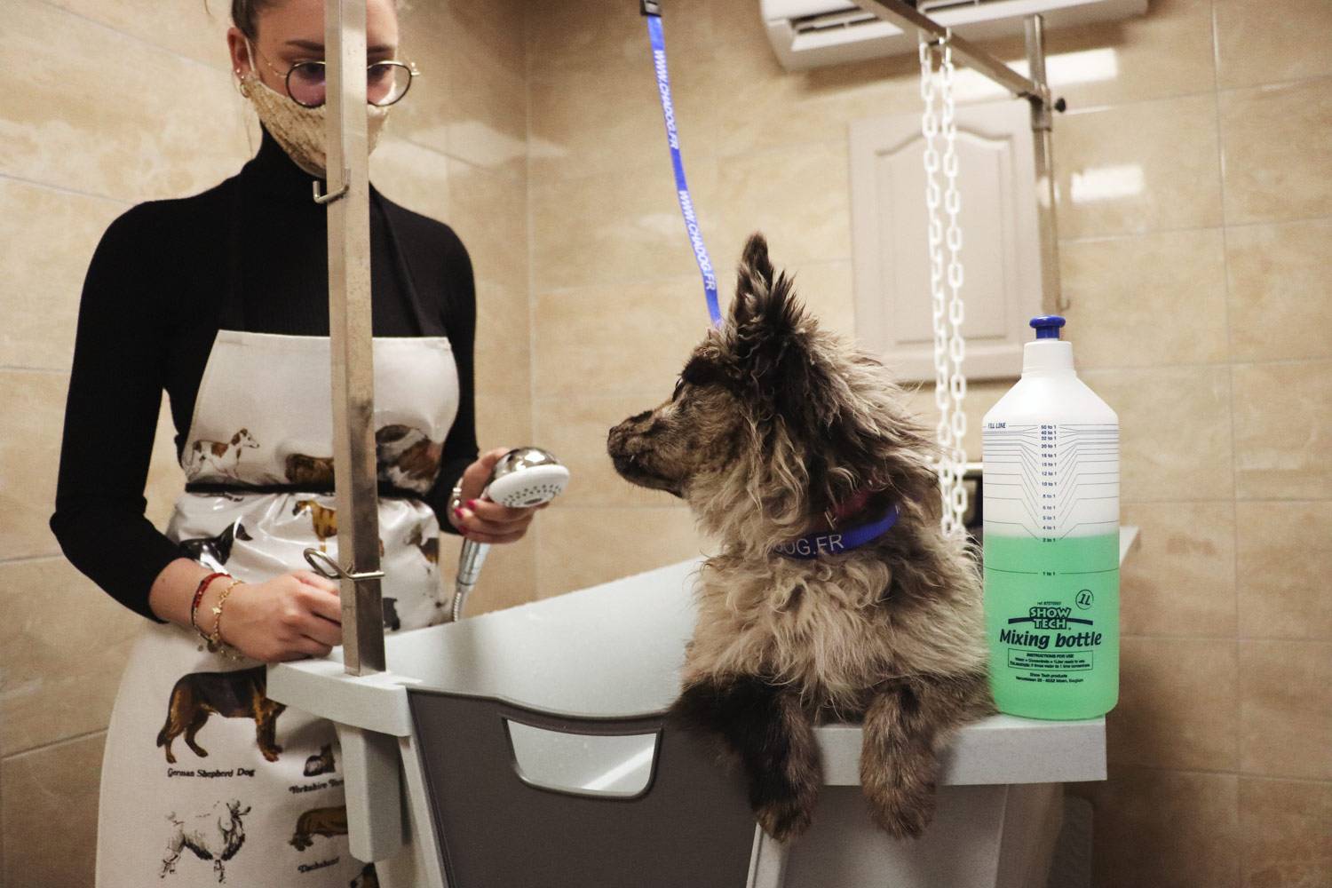 Soin d'un chien au salon de toilettage