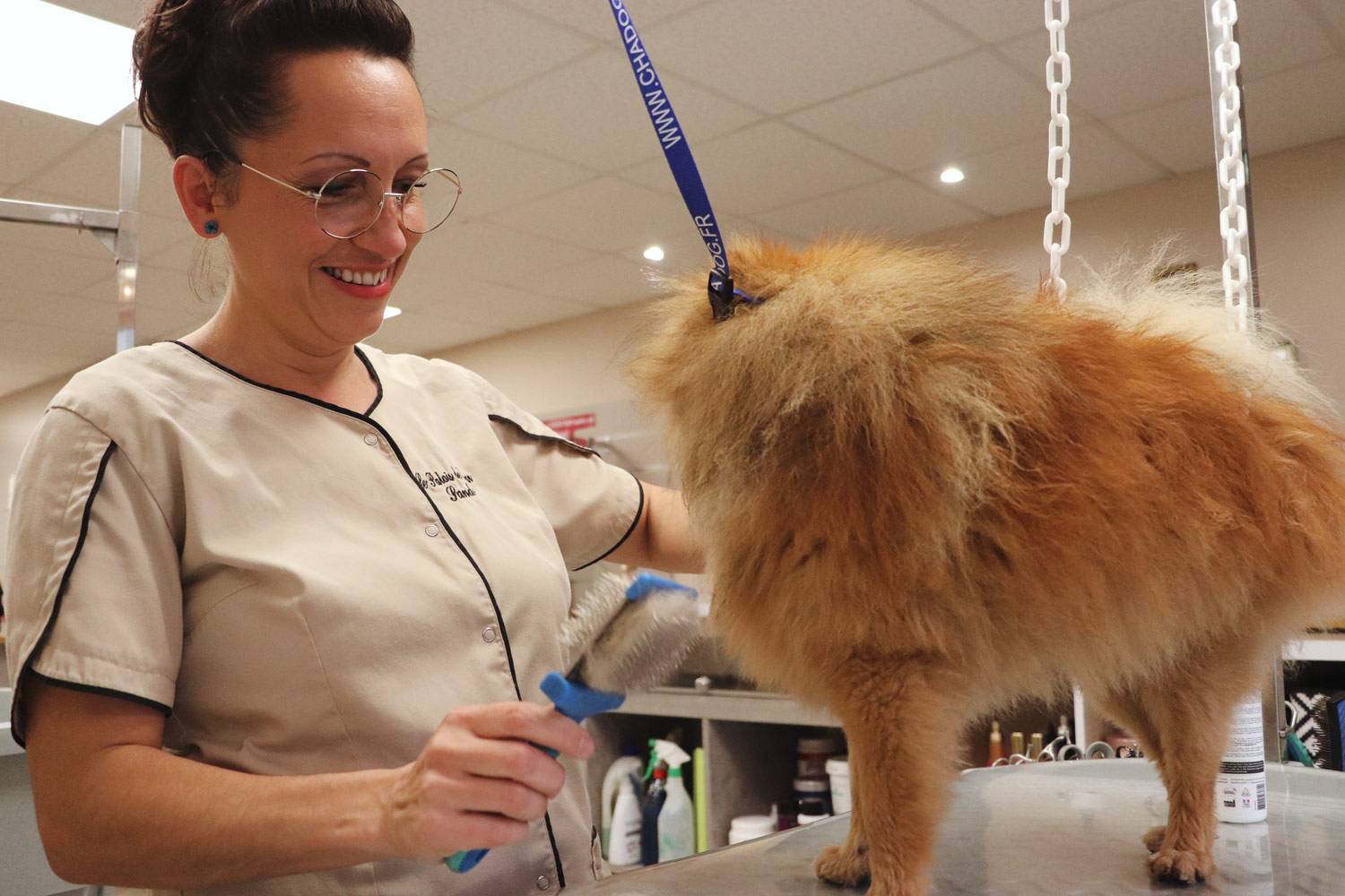 Brossage d'un chien au salon de toilettage à Lure